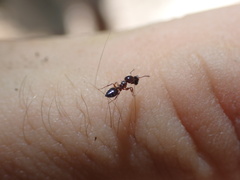 Crematogaster pinicola