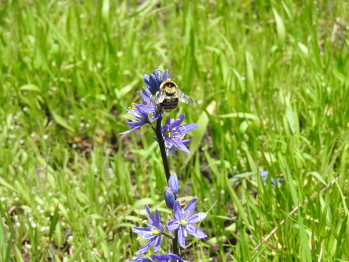 iNaturalist observation photo of Bumble Bees