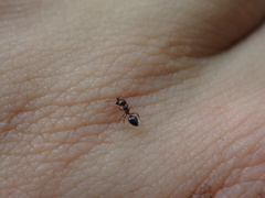 Crematogaster pinicola