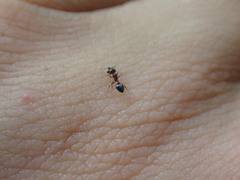 Crematogaster pinicola