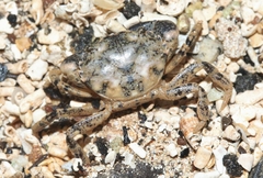 Panopeus herbstii