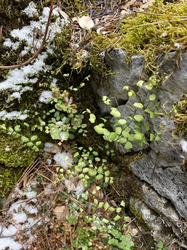 Image of Shasta Maidenhair Fern (Adiantum shastense) by (c) Matt Berger, some rights reserved (CC BY)