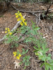 Thermopsis gracilis