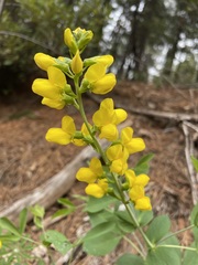 Thermopsis gracilis