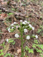 Petasites frigidus palmatus