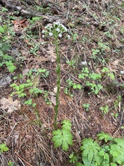 Petasites frigidus palmatus