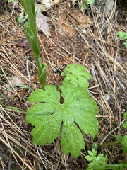 Petasites frigidus palmatus
