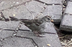 Zonotrichia leucophrys