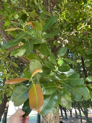 Pimenta racemosa