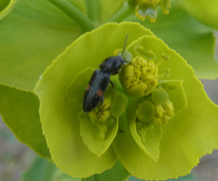 Cardiophorus biguttatus