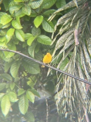 Sicalis flaveola