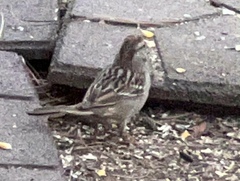 Zonotrichia leucophrys