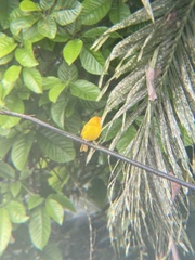 Sicalis flaveola