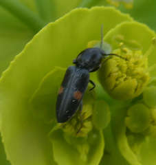 Cardiophorus biguttatus