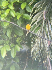 Sicalis flaveola