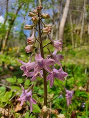 Delphinium tricorne