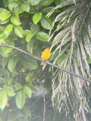 Sicalis flaveola