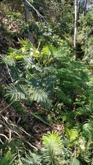 Acacia mearnsii image