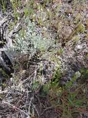 Artemisia arbuscula
