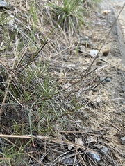 Penstemon filiformis