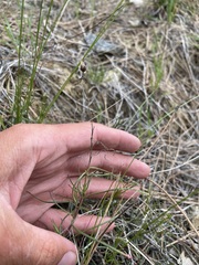 Penstemon filiformis
