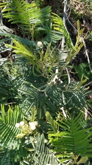 Acacia mearnsii image