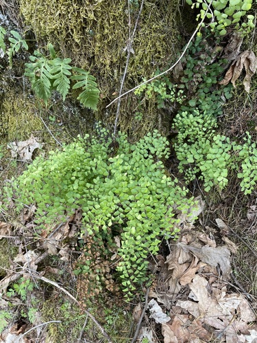 Image of Adiantum shastense by (c) Matt Berger, some rights reserved (CC BY)