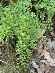 Adiantum shastense