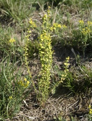 Aecidium euphorbiae