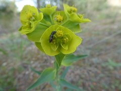 Cardiophorus biguttatus