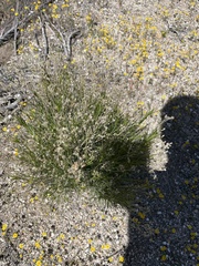 Acamptopappus sphaerocephalus