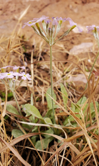 Primula specuicola