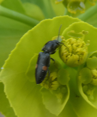 Cardiophorus biguttatus