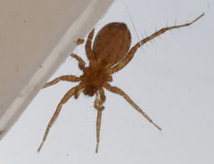 Pardosa delicatula