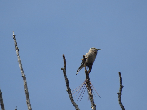 iNaturalist observation photo of Clark's Nutcracker