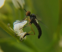 Empis nigritarsis