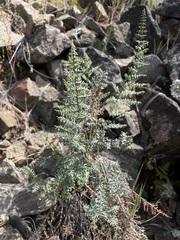 Pellaea mucronata mucronata