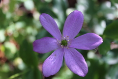 Knowltonia hootae