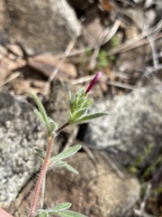 Allophyllum divaricatum