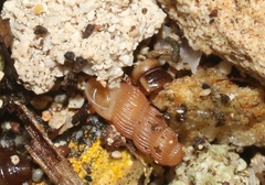 Truncatella pulchella