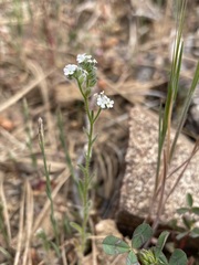 Cryptantha milobakeri