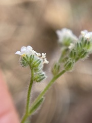 Cryptantha milobakeri