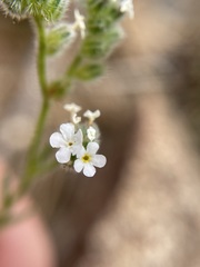 Cryptantha milobakeri