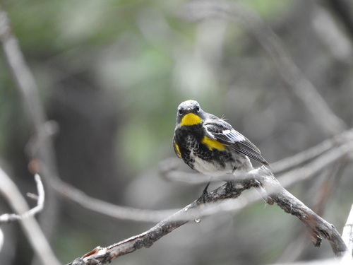 iNaturalist observation photo of Audubon's Warbler