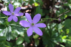 Knowltonia hootae