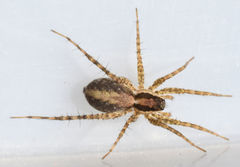 Pardosa delicatula