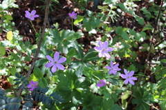 Knowltonia hootae