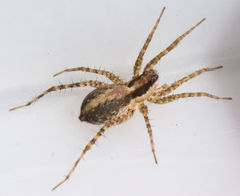 Pardosa delicatula