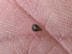 Cryptantha milobakeri