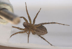 Pardosa delicatula